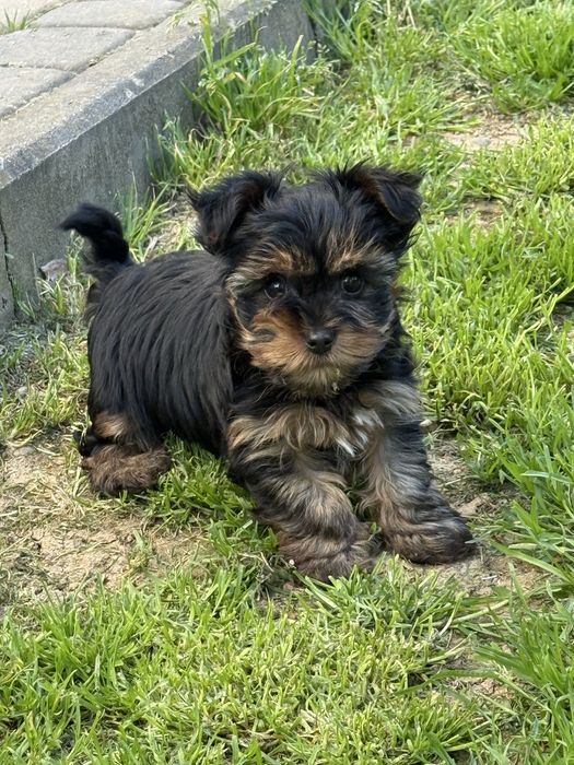 Szczeniak yorkshire terrier