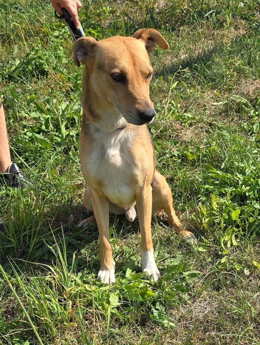 Będę twoim najlepszym przyjacielem