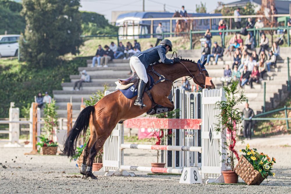 Cavalo castrado a saltar 1.30m