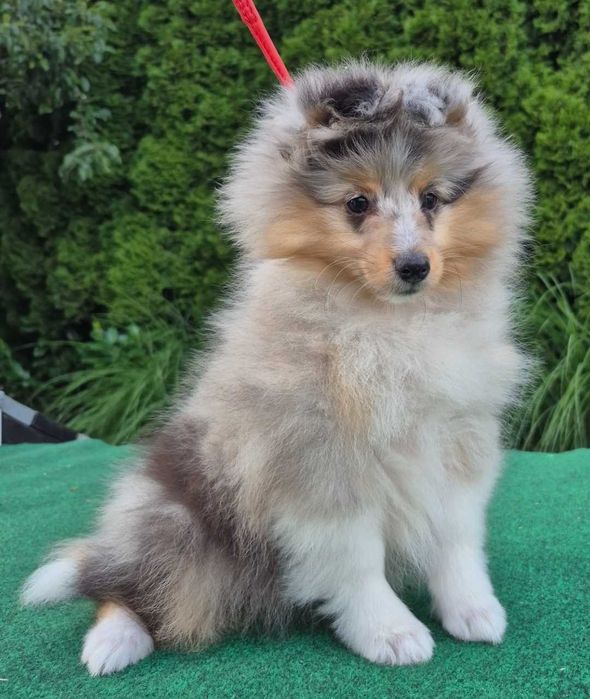 Sheltie Owczarek Szetlandzki dziewczynka blue merle
