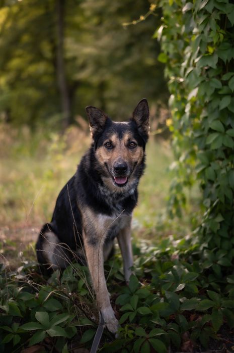 Mieszaniec owczarka Max szuka domu