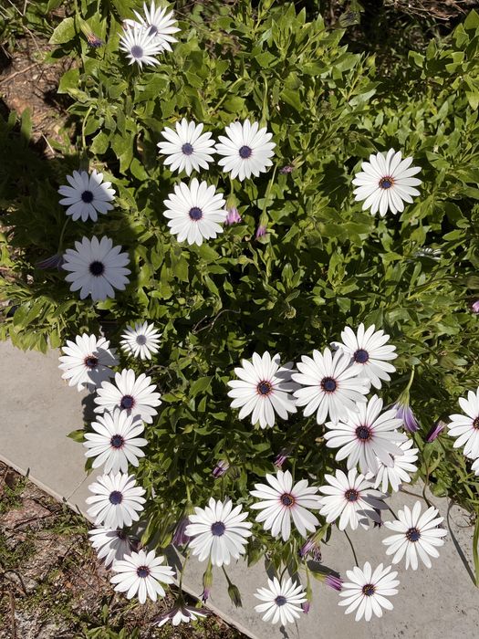 Limpeza e organizaçao de espaços