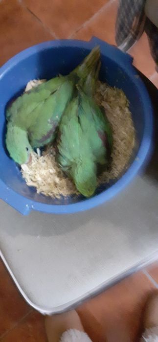 Papagoios alexandrinos
