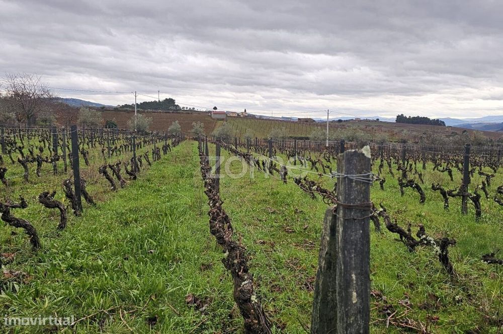 Terreno Agrícola – 22.800 m² – Vilar de Maçada, Alijó
