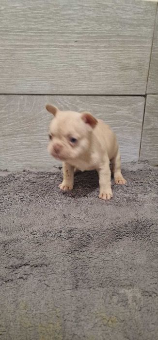 Bulldog francês Fêmea cor Isabella