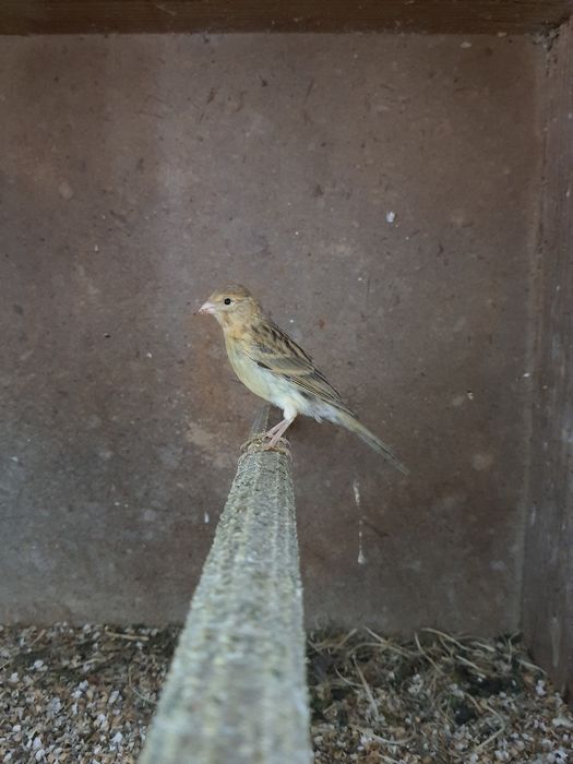 Vendo canários de várias cores