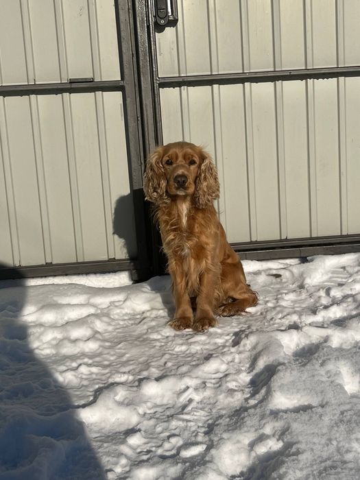 Вязка английского спаниеля