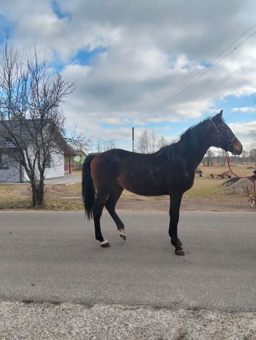 Sprzedam ogierka PKS