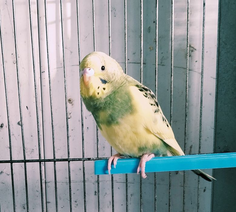 Periquitos australianos desde 6€