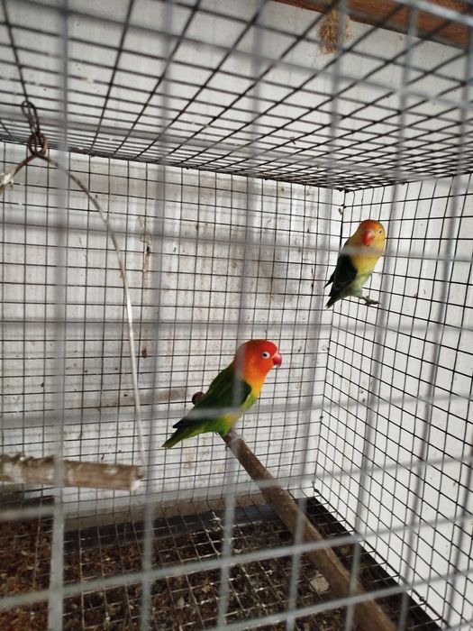 Casal ficher fêmea Yellow face