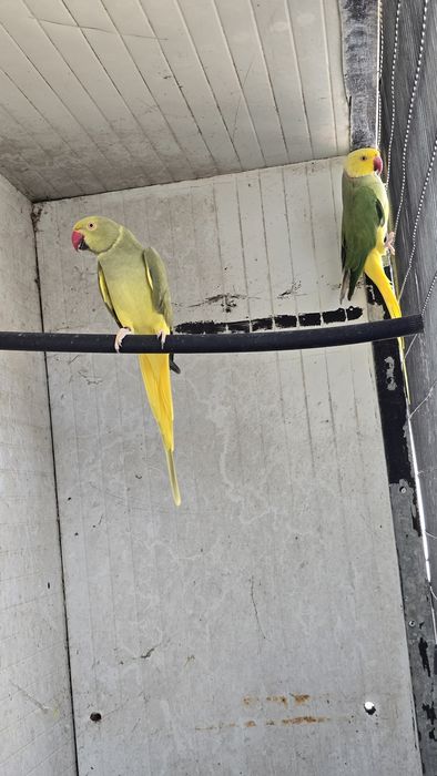 Casal de ring neck