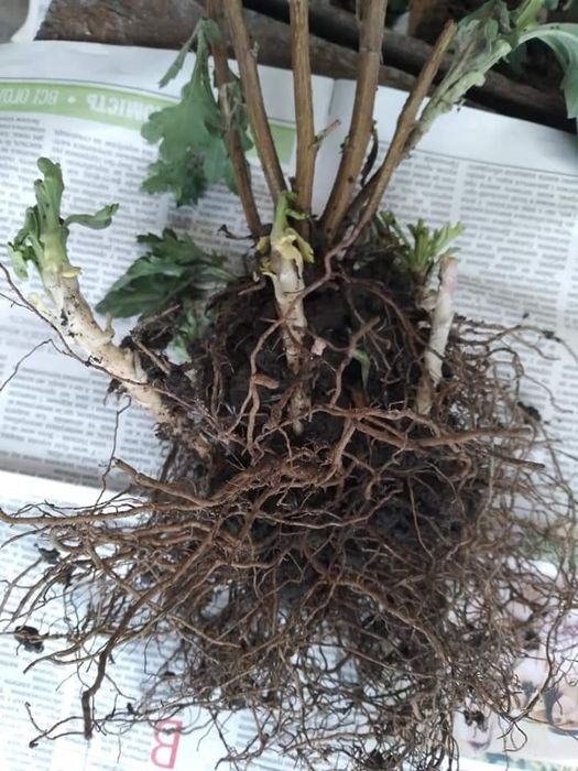 Великоквіткові хризантеми