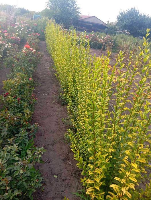 Бирючина золотистая