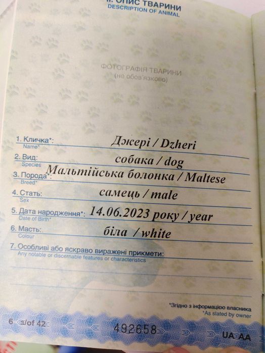 В'язка Мальтійська балонка.