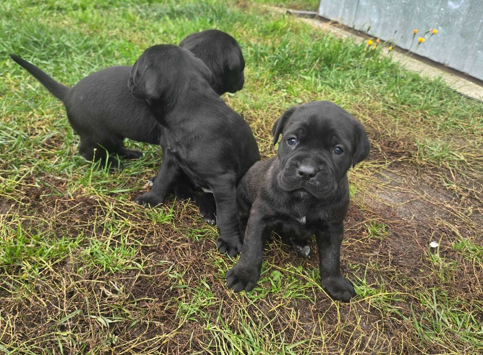 Cane Corso Szczeniaki