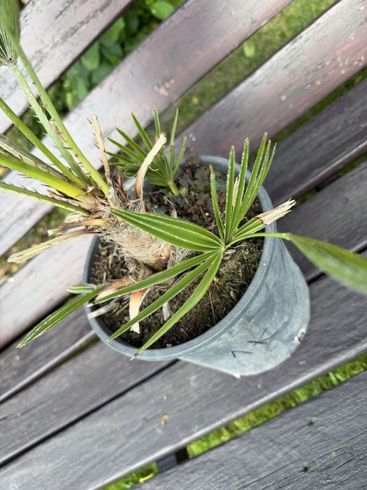 Chamaerops humilis karłatka