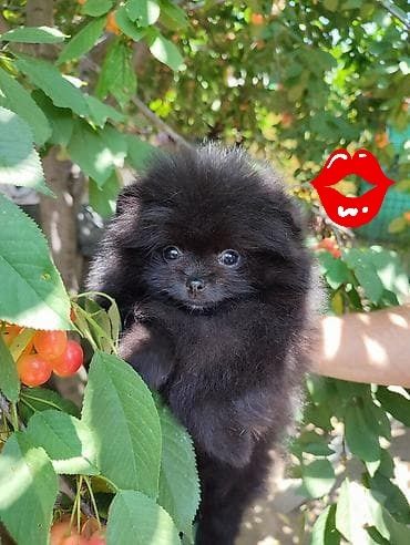 Spitz Lulu SUPERMINI muito fofo