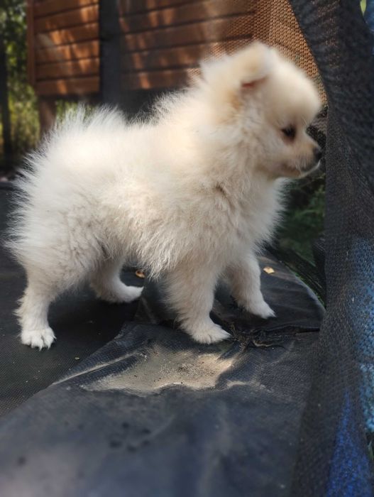 Szpic miniaturowy pomeranian