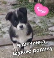 Безкоштовно цуцики дворові