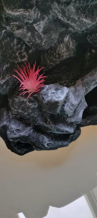 Ścianka do terrarium