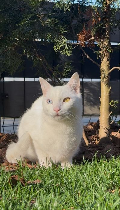 Ludwik szuka domu (bez innych kotow i bez dzieci)