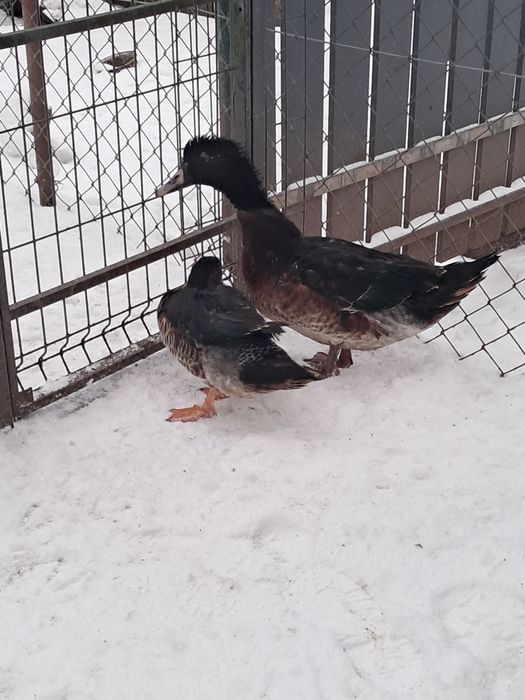 Sprzedam parki kaczek