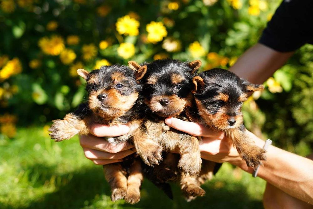 Пухнастий антистрес у вашій оселі!