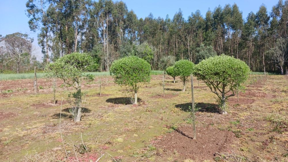 Oliveiras para jardim ou produção