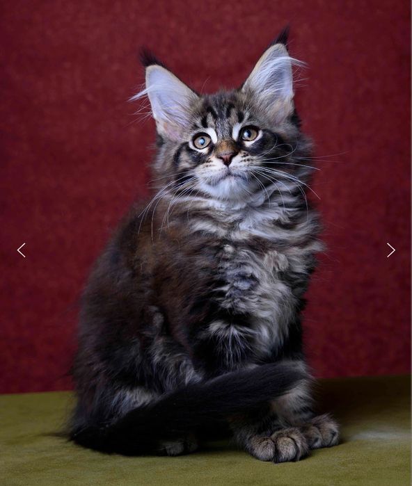 Дивчинки та хлопчики мейнкун