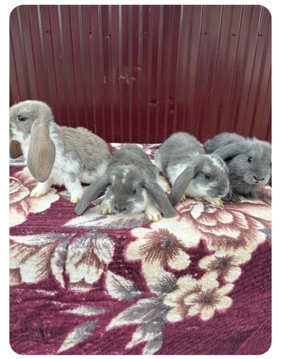 Продаю кроликів "Французький баран" 
Вік :1,5-2 місяці 
(Здорові, акти