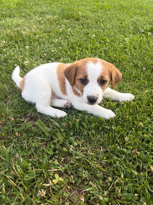 Jack Russell Terrier –  suczka Jagoda