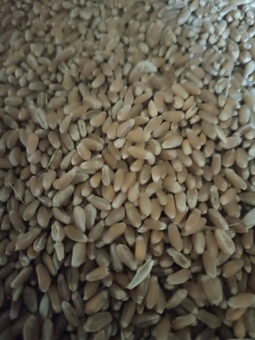 Пшениця 8тисяч,тона !!ячмінь15тисяч,тона !ярий у великому обсязі.