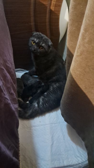 Шотландські кошенята
