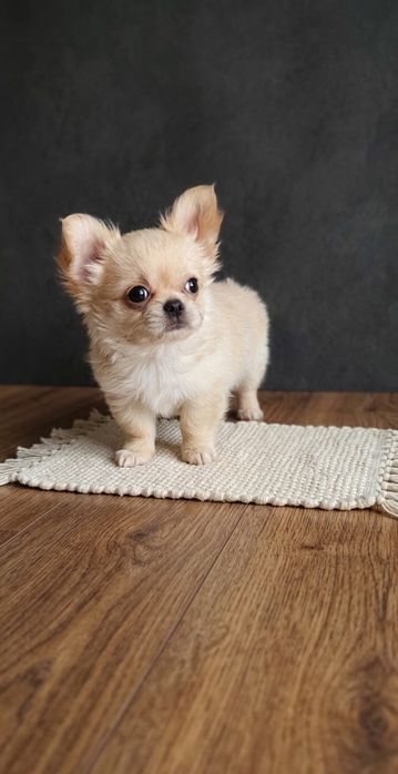 Мальчик чихуахуа