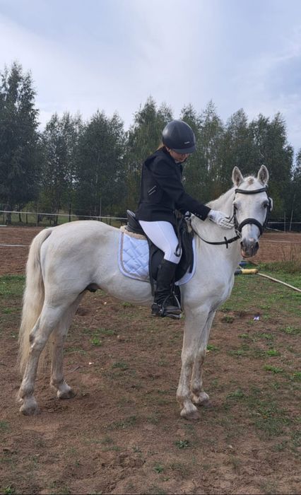 Czaprak ujeżdżeniowy PONY DL