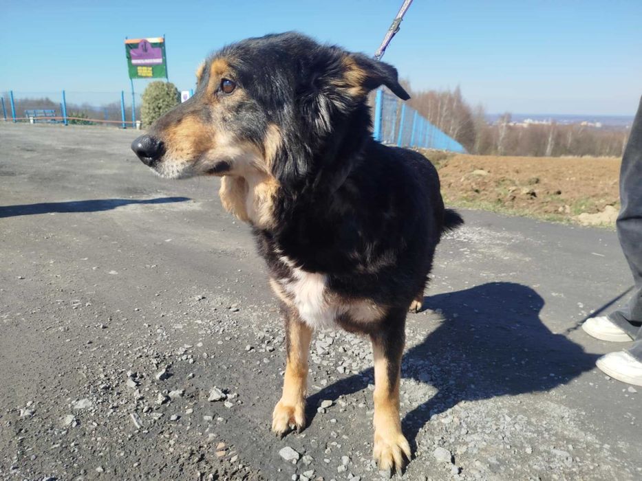 Artur - starszy piesek szuka domu