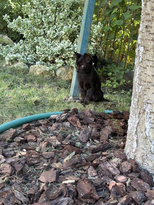 Черные котята ищут дом