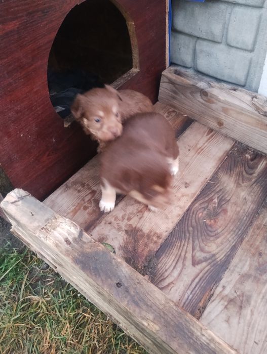 oddam pieski w dobre ręce