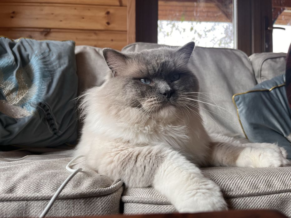 Ragdoll Reproduktor do hodowli RAG a 04 niebieski