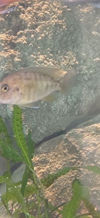 Para  Benga Sunshine Peacock Aulonocara Baenschi Benga