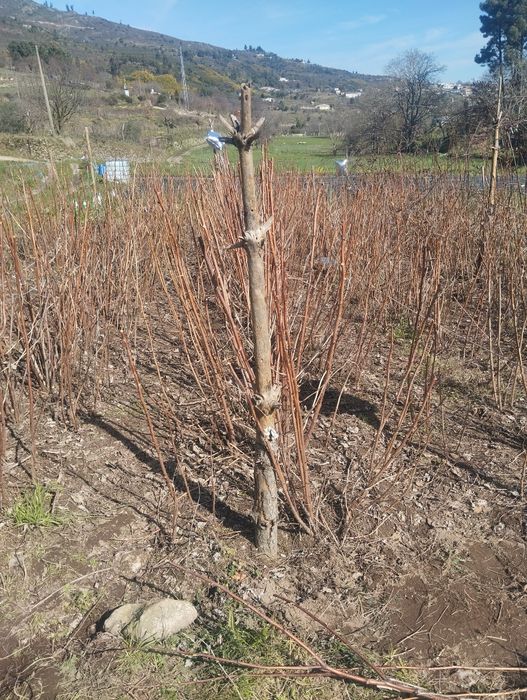 Vende-se framboesa vermelha