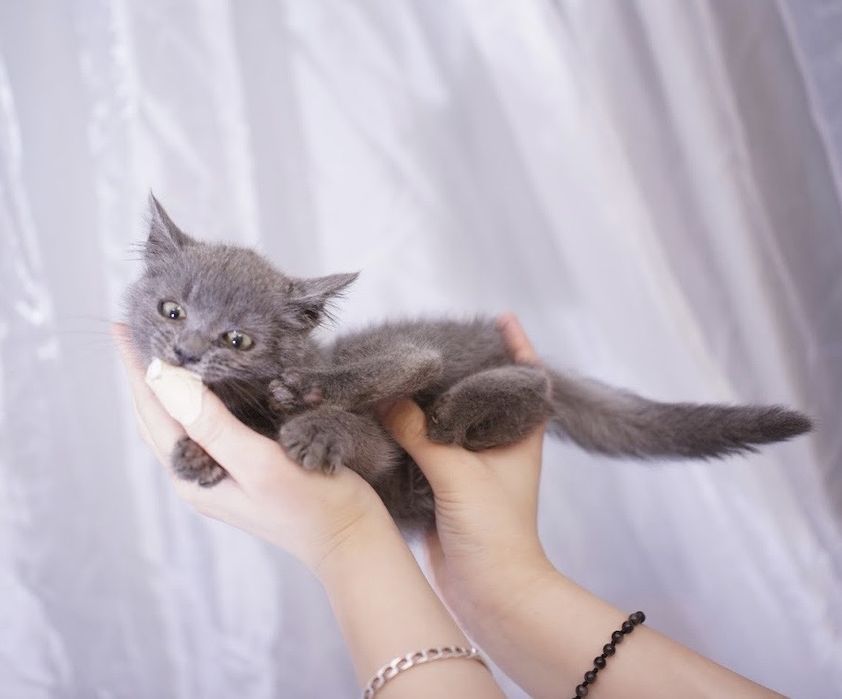 Сіренька киця 5 місяців шукає люблячу сімю