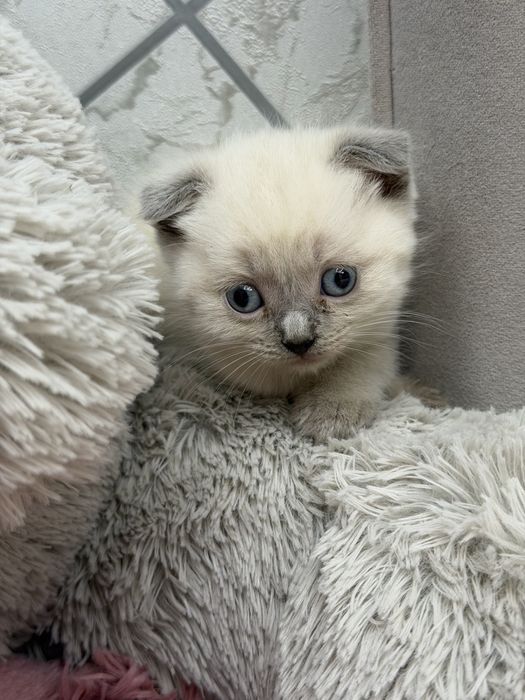 Котята скотиш фолд
