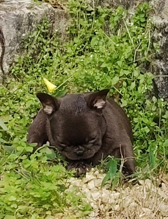 Bulldog Francês Chocolate, mesmo chocolate