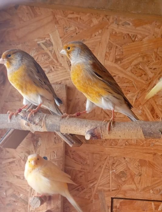 Kanarki samce z woliery zewnętrznej