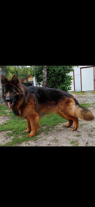 Owcxarek niemiecki długowłosy  szczenie rezerwacja