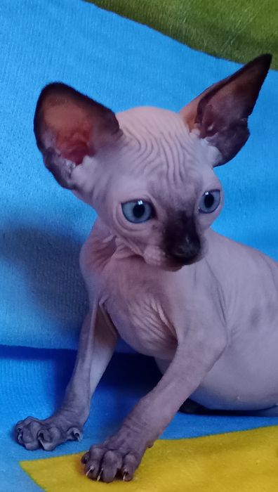 Канадський Сфінкс  хлопчик