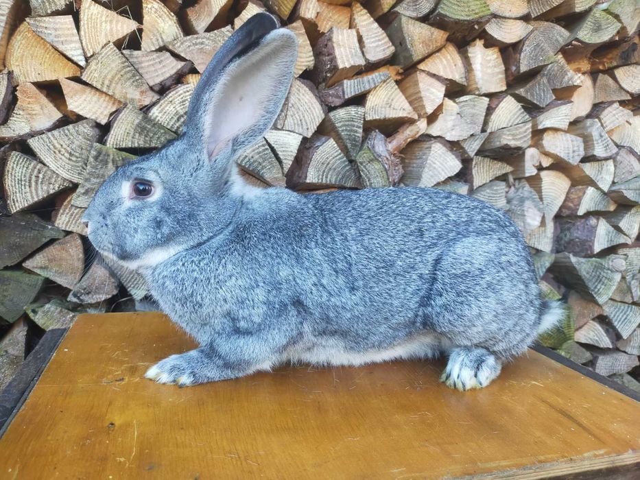 Кролі породи Шиншила. Німецький строкатий велетень.