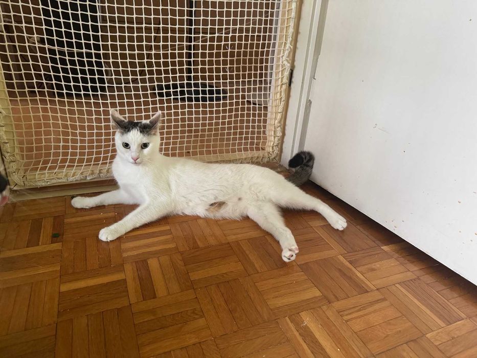 Szukamy domu dla Puszka – kocurek do adopcji