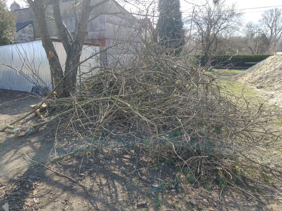 Gałęzie po ścince oddam